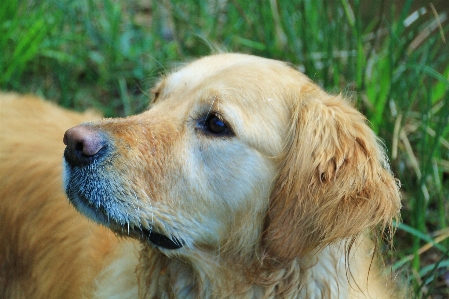 Hair view puppy dog Photo