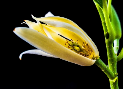 花 植物 写真撮影 葉 写真