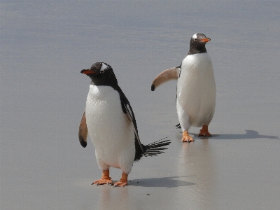 Foto Uccello animali selvatici becco fauna