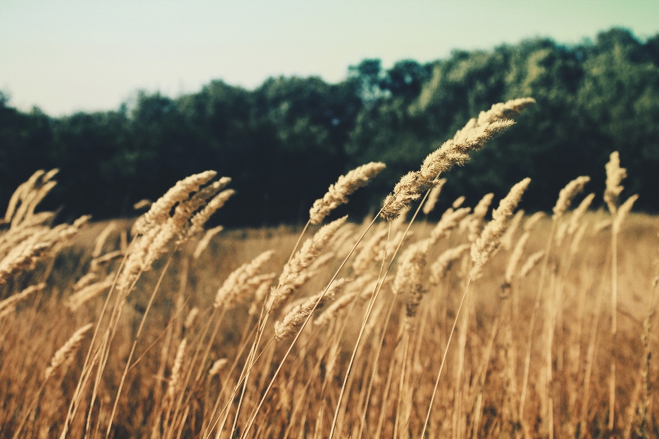 Nature grass plant field