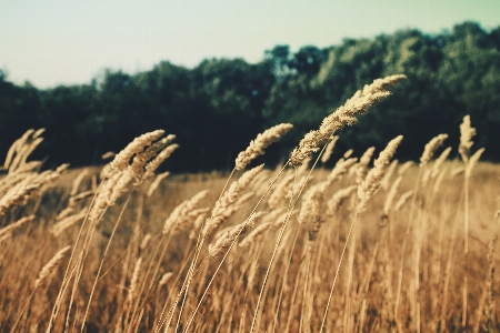 Nature grass plant field Photo