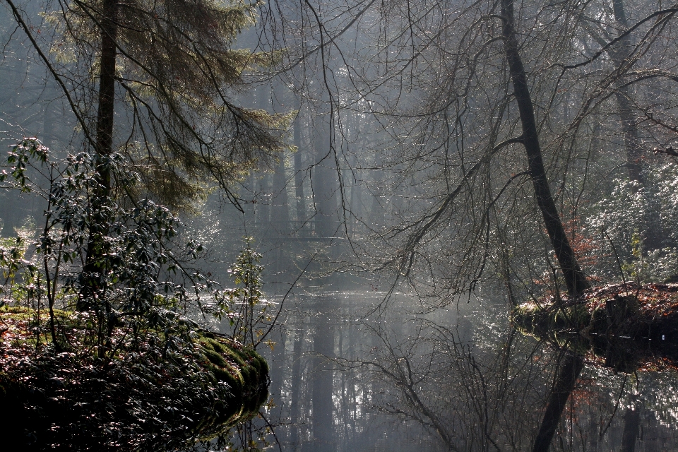 дерево вода природа лес