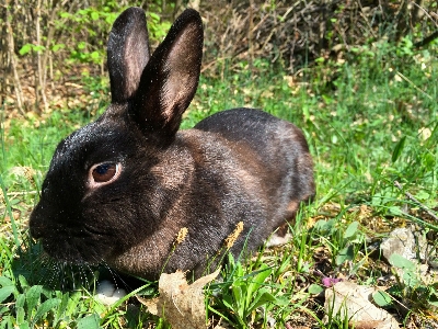 Foto Erba animali selvatici mammifero fauna