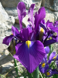 Blossom plant flower petal Photo