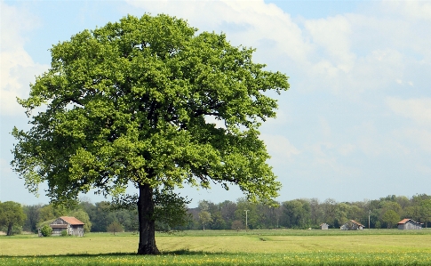 Landscape tree nature grass Photo