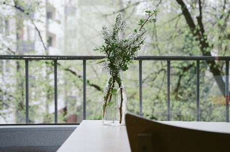 Table water branch blossom Photo