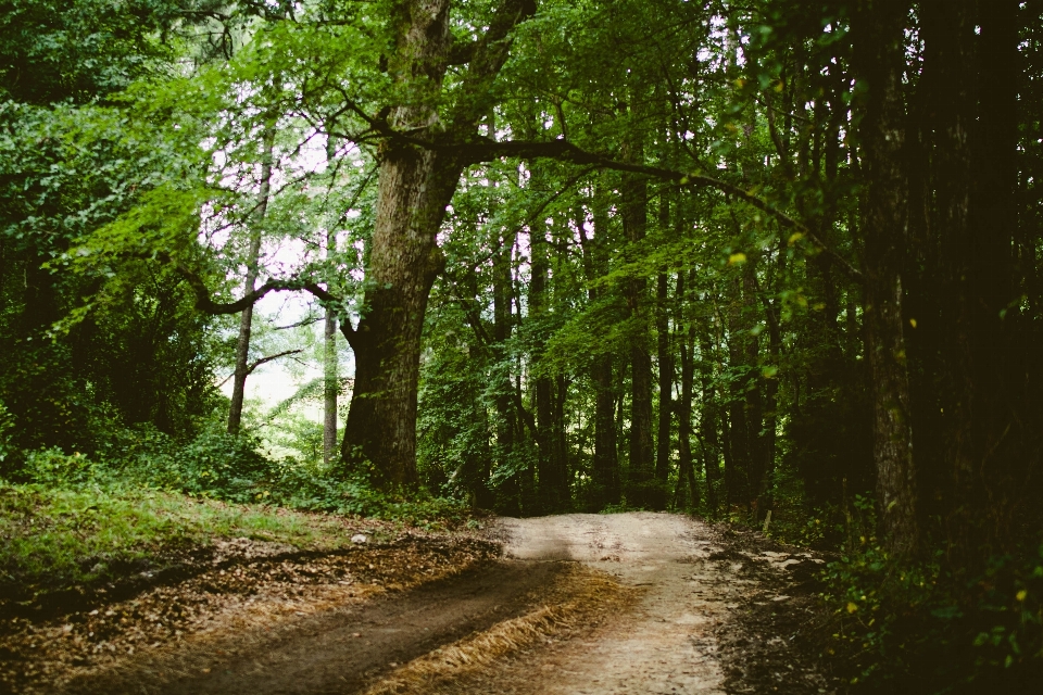 Tree nature forest path