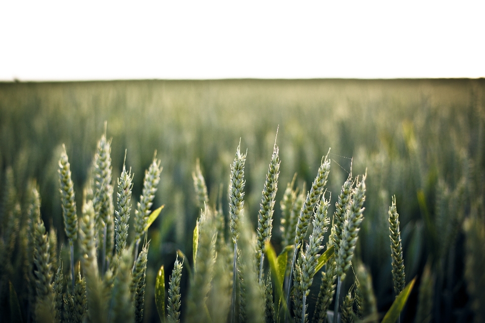 Grass plant field farm