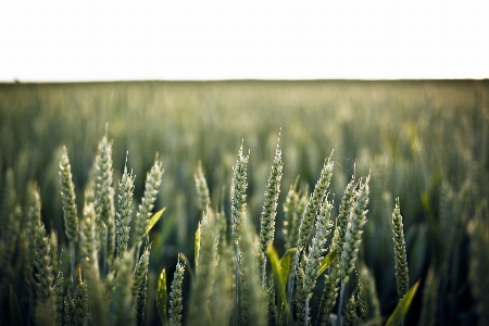 Grass plant field farm Photo