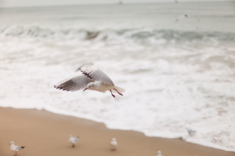 Strand meer sand vogel