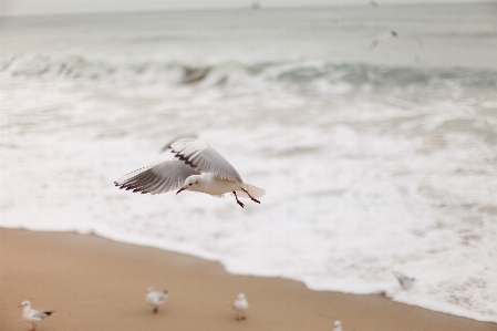 Beach sea sand bird Photo