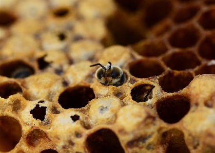 Honey antenna pattern pollen Photo