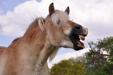 Photo Animal faune pâturage
 cheval