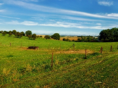 Landscape tree nature grass Photo