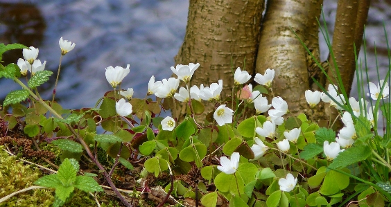 Foto árvore natureza floresta filial