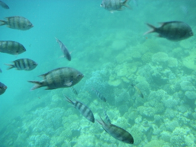 Sea ocean diving underwater Photo