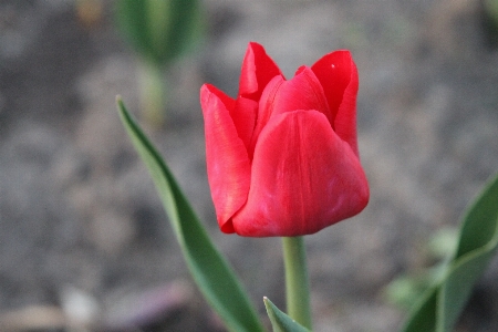 自然 植物 花 花弁 写真