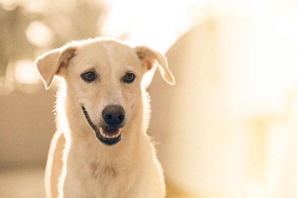 子犬 犬 動物 犬歯
