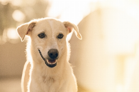 Foto Cucciolo cane animale canino
