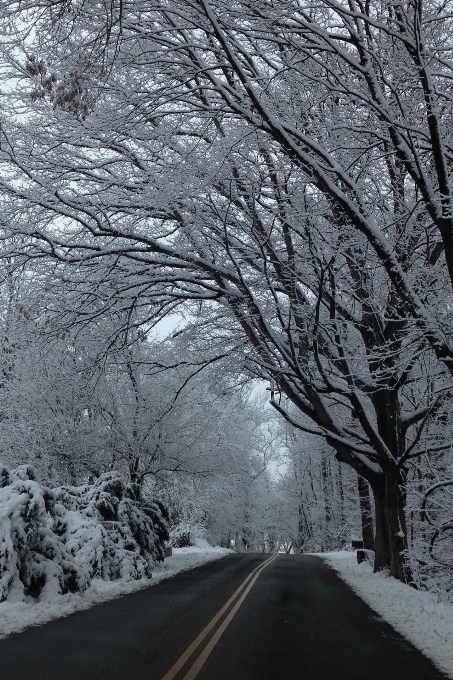 Tree forest branch snow