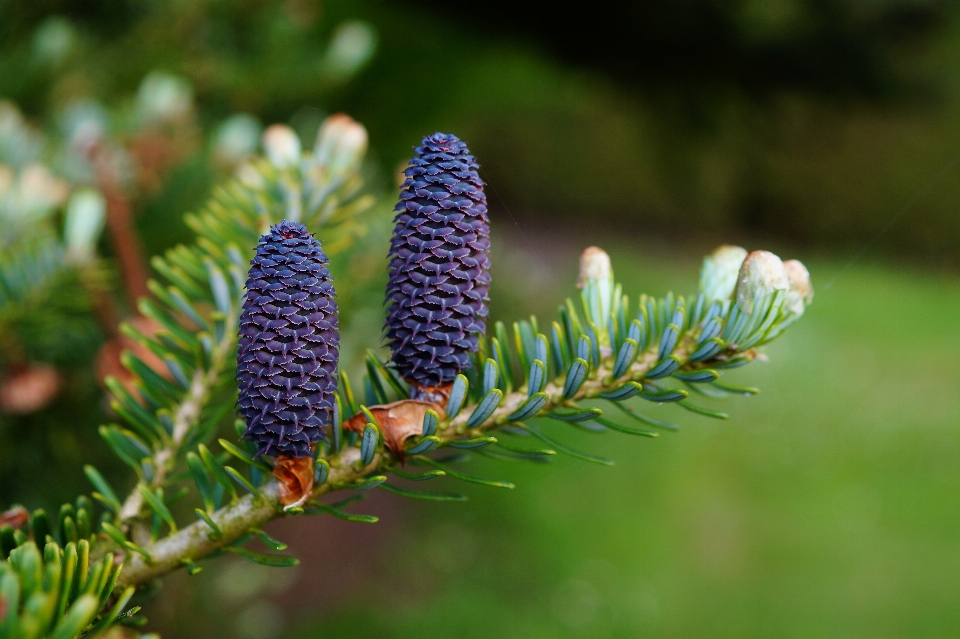 Arbre nature herbe bifurquer