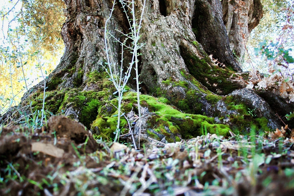 Tree nature forest rock