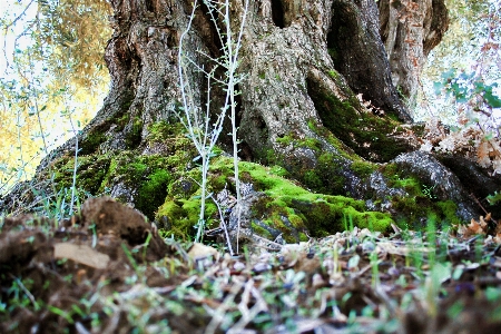 Tree nature forest rock Photo