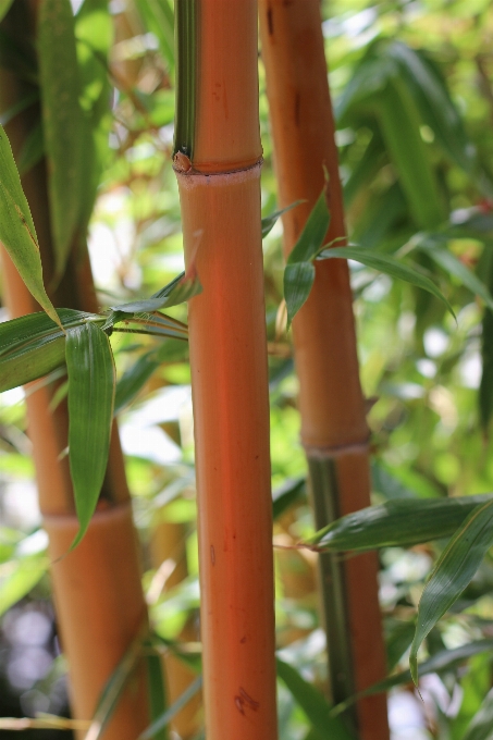 árbol rama planta hoja