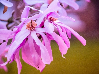 Tree nature blossom plant Photo