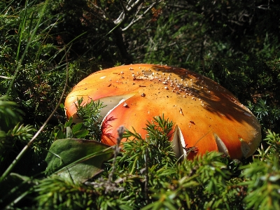 自然 森 草 植物 写真