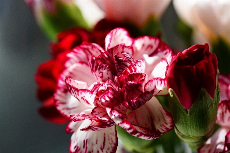 Blossom plant photography flower Photo