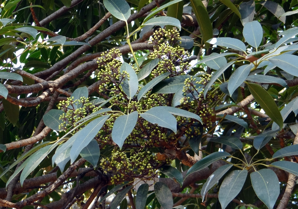 árbol planta fruta hoja