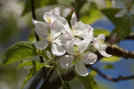 Tree nature branch blossom Photo