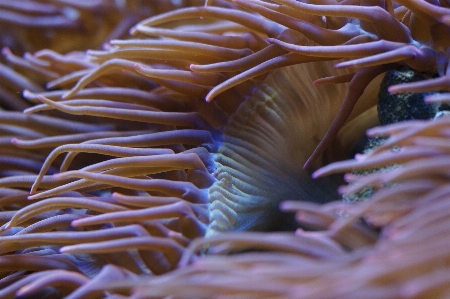 Sea water underwater flow Photo