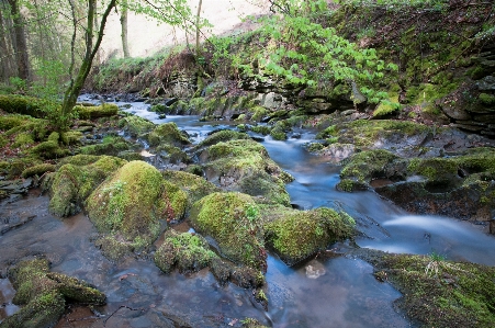 Water nature forest rock Photo