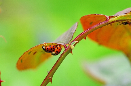 Nature photography leaf flower Photo