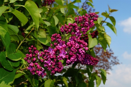 Foto Natura ramo fiore pianta