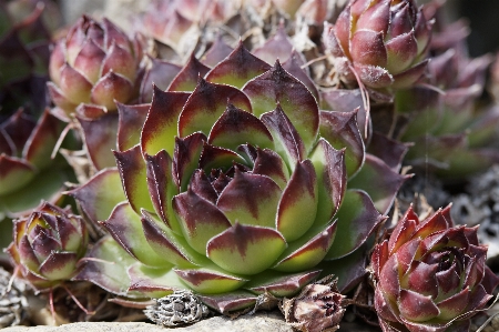 Foto Estructura planta flor pétalo