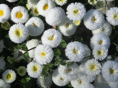 Plant white flower petal Photo