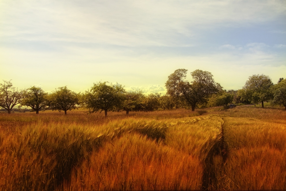 Landscape tree nature grass