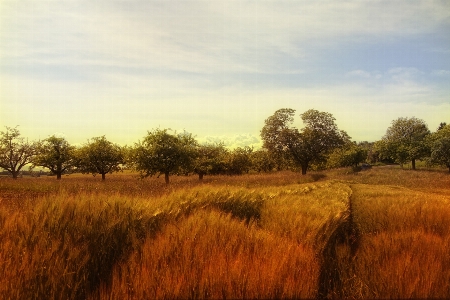 Landscape tree nature grass Photo