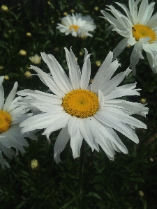 Outdoor blossom growth plant Photo