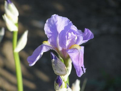 Blossom plant stem leaf Photo