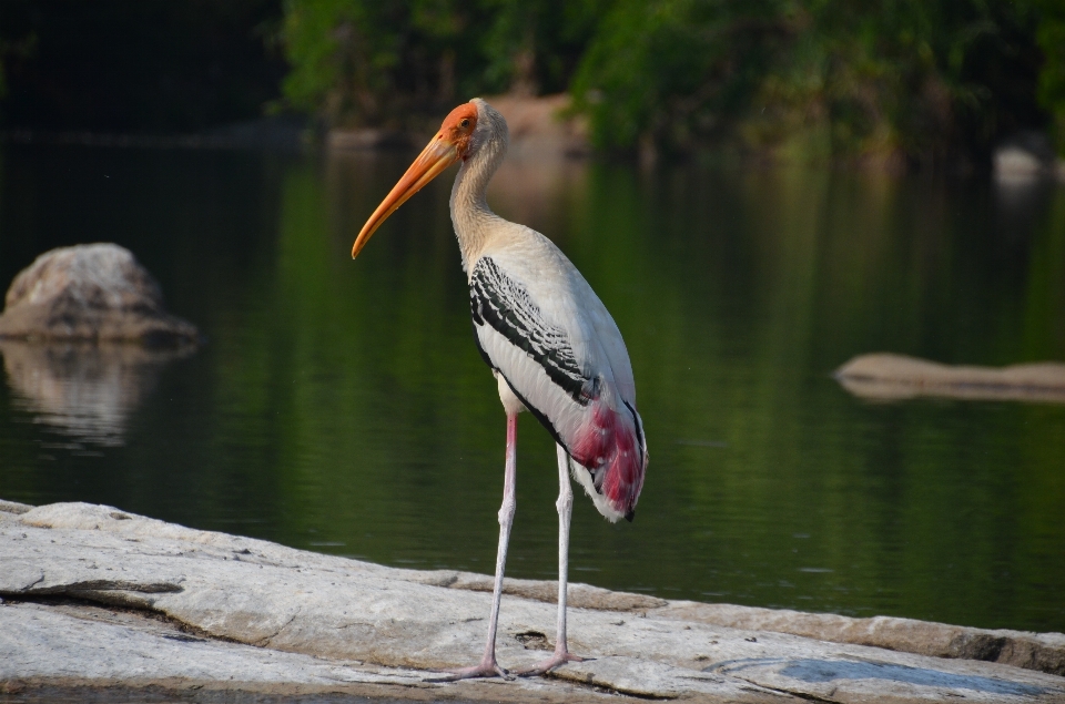 自然 アウトドア 荒野
 鳥