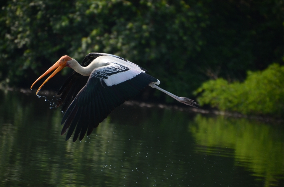 自然 アウトドア 荒野
 鳥