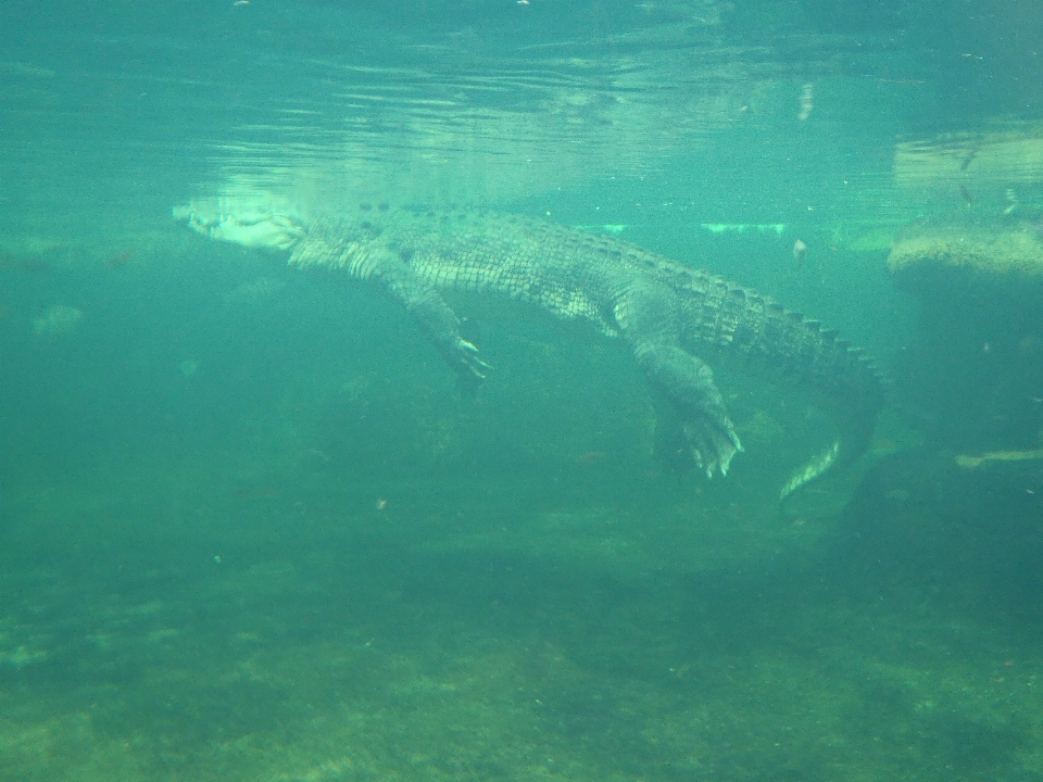 Mare oceano sott'acqua biologia