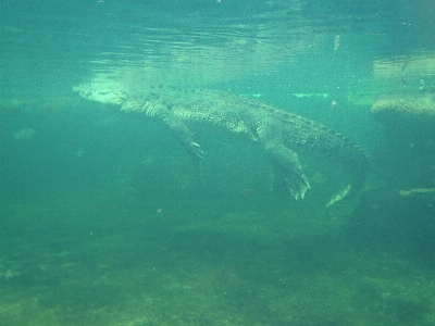 Foto Laut bawah air biologi reptil