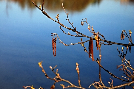 Baum wasser natur zweig Foto