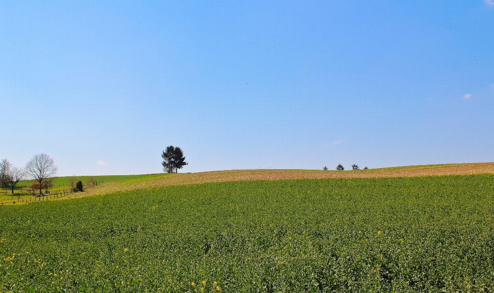 Landschaft natur gras horizont