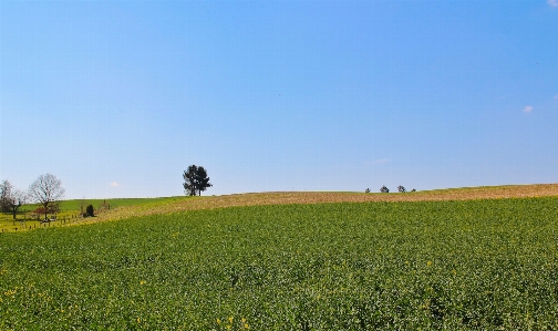 風景 自然 草 地平線 写真